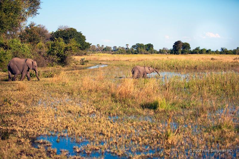 20090614_160755 D3 (1) X1.jpg - Following large herds in Okavango Delta